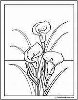 Stargazer Lily Coloring Page At GetColoringscom  Free Printable sketch template