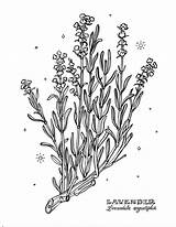 Lavender Flowers Coloring Page  Hannah Thomas Pages sketch template