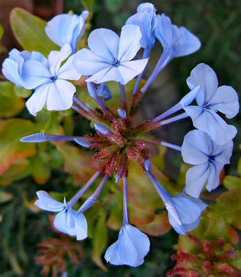 Plumbago auriculata - UF/IFAS Assessment - University of Florida ...