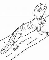 Leopard Gecko Coloring Pages sketch template