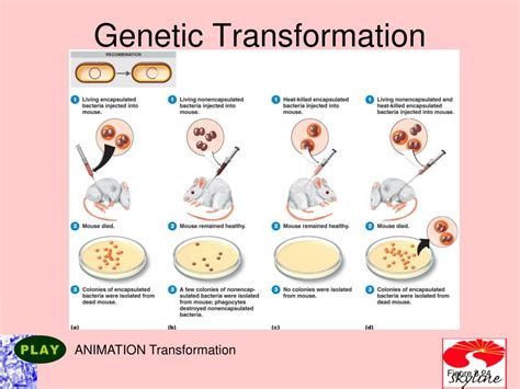 PPT - Microbial Genetics PowerPoint Presentation, free download - ID ...