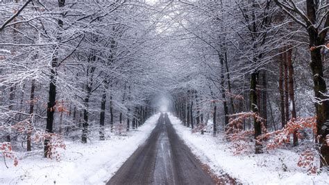 Nature Forest Road With Snow During Winter 4K HD Nature Wallpapers | HD Wallpapers | ID #43453