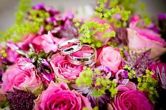 carnation, pink, white, flower, bouquet, floral, blossom, petal ...