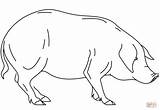Realistic Pig Pages Coloring sketch template