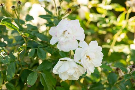 How to Grow and Care for Cherokee Roses