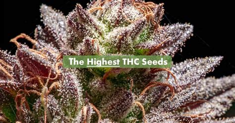 The 15 Highest THC Seeds Available For Sale - 10Buds