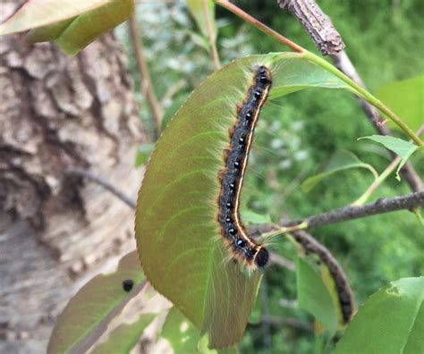 Eastern Tent Caterpillars | NC State Extension