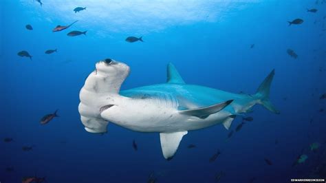 Saving sharks: One woman's mission to protect the hammerhead - BBC News