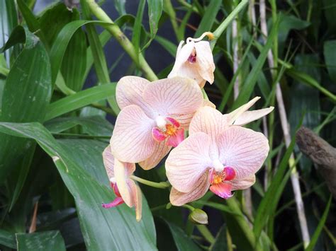 The Garden Of My Dreams - Medellin's Botanical Garden