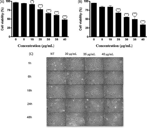 Cell viability of human keratinocytes (HaCaT) cells after exposure to ...