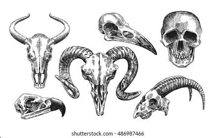 Animal Skull Drawing