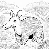 Aardvark Coloring pages 34  Pages Gem sketch template