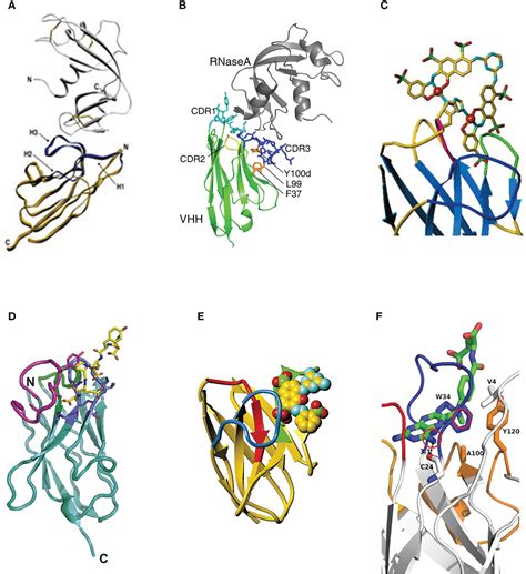 Frontiers | Research progress on unique paratope structure, antigen binding modes, and ...