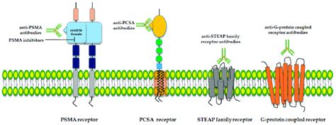 Schematic structure of selected prostate cell membrane receptors as... | Download Scientific Diagram