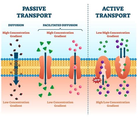 Parallel Artificial Membrane Permeability Assay (PAMPA) - Profacgen