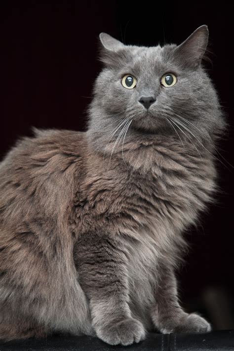 15 Gorgeous Grey Cat Breeds You'll Love I Discerning Cat 853