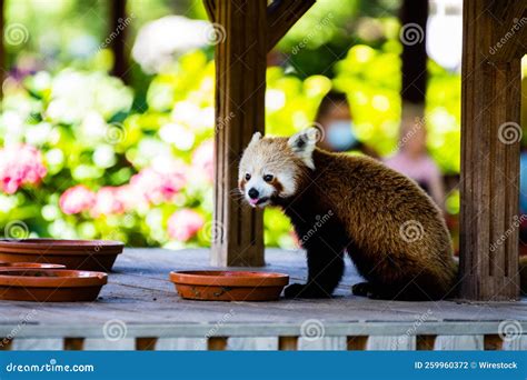 Adorable Red Panda Eating from a Bowl Stock Photo - Image of lovely ...