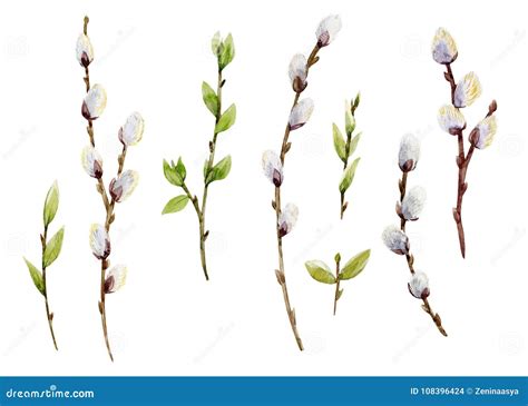 Watercolor willow tree set stock illustration. Illustration of decoration - 108396424