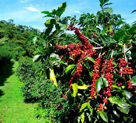 Papua New Guinea Arabica Roasted Coffee – Pennine Tea and Coffee