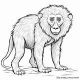 Baboon Coloring Pages  Free & Printable sketch template