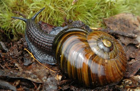 Powelliphanta snail: Invertebrates