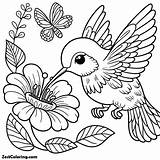 Beautiful Humming Bird Eat From Flower Coloring Page  For sketch template