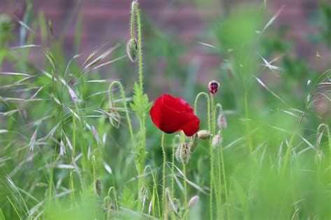 Poppy Flower Corn - Free photo on Pixabay - Pixabay