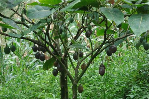 Brazil Nut Tree Pictures, Facts on Brazil Nut Trees