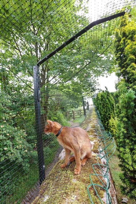 a brown dog standing on top of a grass covered field next to a wire fence