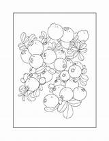 Blueberries Coloring Pages sketch template