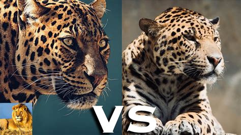 FIVE DIFFERENCES BETWEEN LEOPARDS AND JAGUARS - YouTube