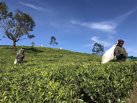 Ceylon's legendary tea plantations