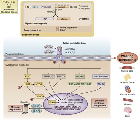 Emerging role of myostatin and its inhibition in the setting of chronic kidney disease - Kidney ...