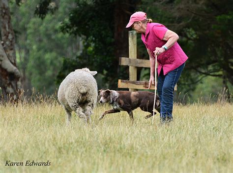 How Are Herding Dogs Trained