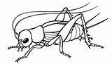 Free Coloring Pages Animal  sketch template