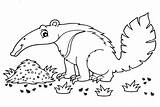 30  Anteater Coloring Pages Free Printable PDF JPG PNG & Online sketch template