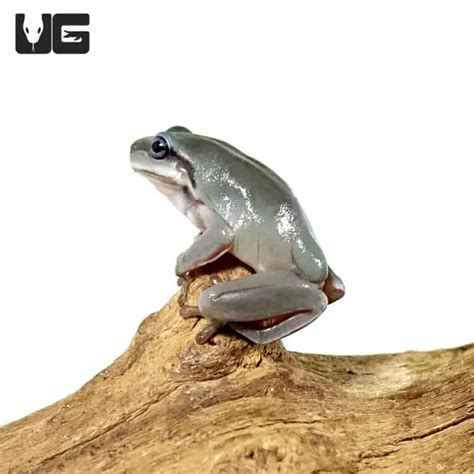 Baby Australian Blue Eyed Dumpy Tree Frog (Litoria caerulea) For Sale ...