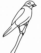 Simple Bluebird sketch template