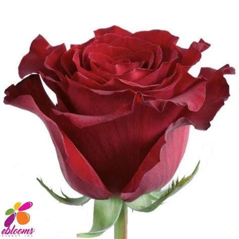 Spanish Dress Red Rose Variety - EbloomsDirect – Eblooms Farm Direct Inc.