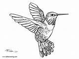 Realistic Hummingbird Coloirng Pages  Free Printable Coloring sketch template