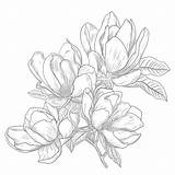 Printable Magnolia Coloring Page  Mimi Panda sketch template