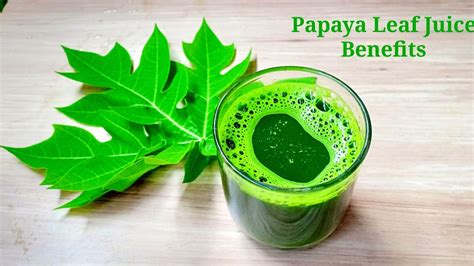 Papaya Leaf Juice and Benefits | Winter Season Drink | Juice for Dengue | Increase Platelet ...