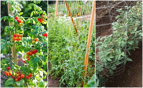 38 Tomato Support Ideas For High Yielding Tomato Plants