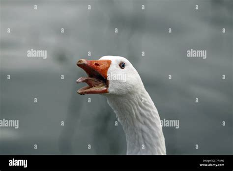 hissing goose Stock Photo - Alamy