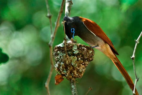 Wild Facts Sabi Sabi Private Game Reserve | African Paradise Flycatcher