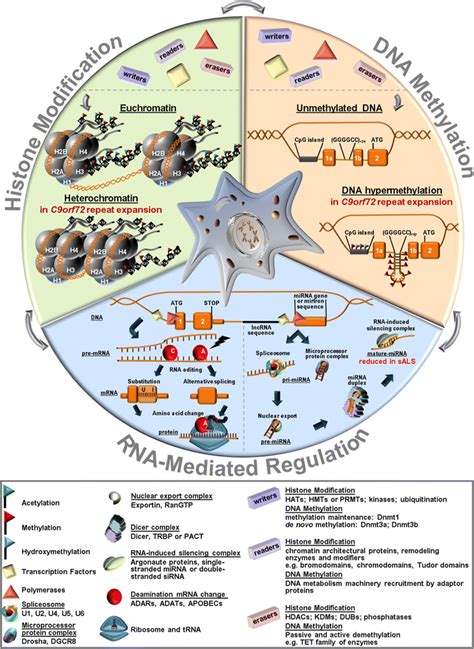 Major epigenetic regulatory mechanisms. Schematic representation of the... | Download Scientific ...