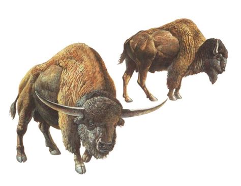 You Herd of Bison in L.A.? | La Brea Tar Pits