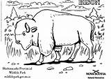 Disegno Di Bisonte Da Colorare Disegni E Stampare Gratis  sketch template