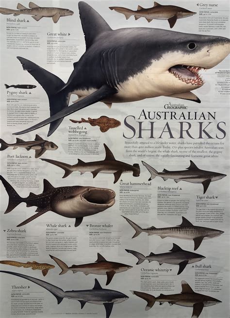 Australian Sharks Poster (flat) - Australian Geographic