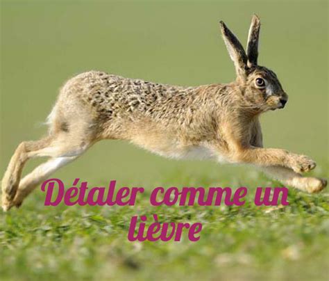 10 Funny French Idioms with Animals - French Studio - French Studio Singapore